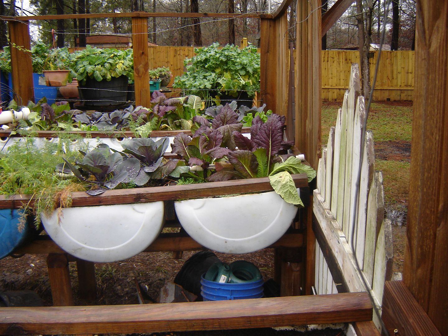 talk to me about barrel fish... (fish raised in a barrel) - Homesteading Questions