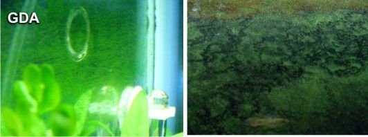 Mengatasi Jenis jenis Alga Aquasacape