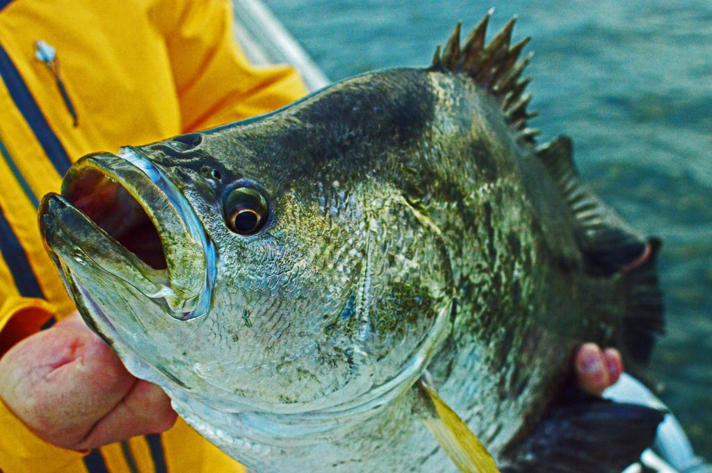 tripletail_zpsqphprfsj.jpg