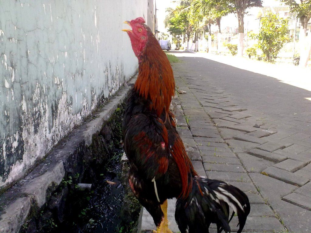 Ayam Bangkok Mojokerto Agustus Ayam Bangkok Mojokerto Agustus