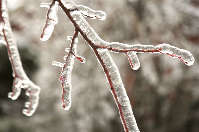 icetree photo icestorm10_zps32067fa8.jpeg