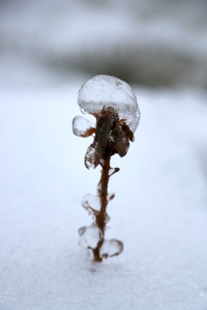 Crystalice photo icestorm19_zps3c4012a1.jpeg
