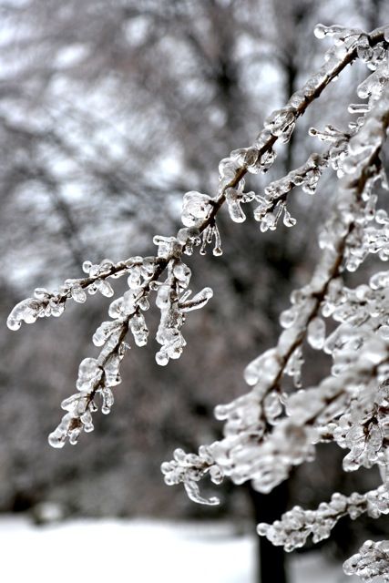 icetree photo icestorm4_zps4b4a6bc5.jpeg