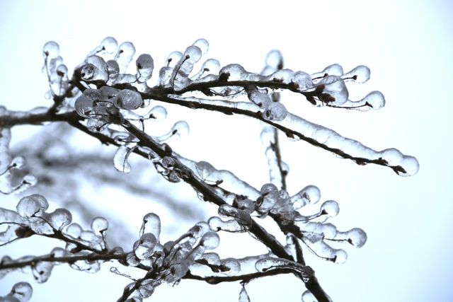 icetree photo icestorm8_zps82c38aa3.jpeg