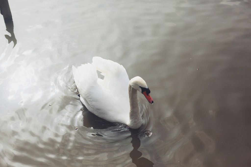 Slimbridge wetland centre