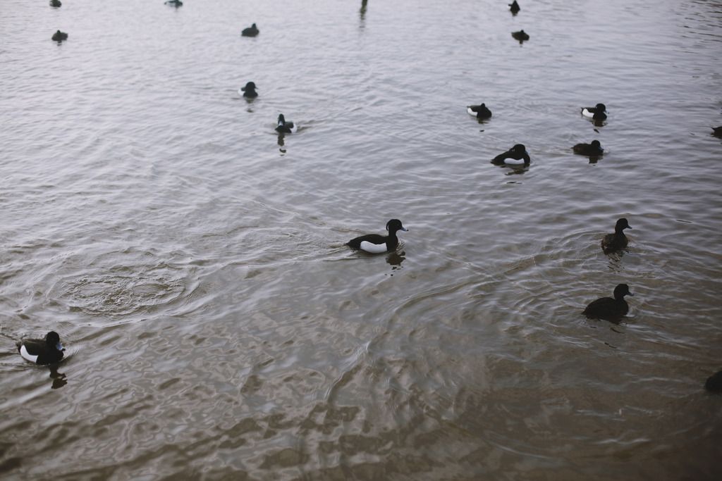 Slimbridge wetland centre