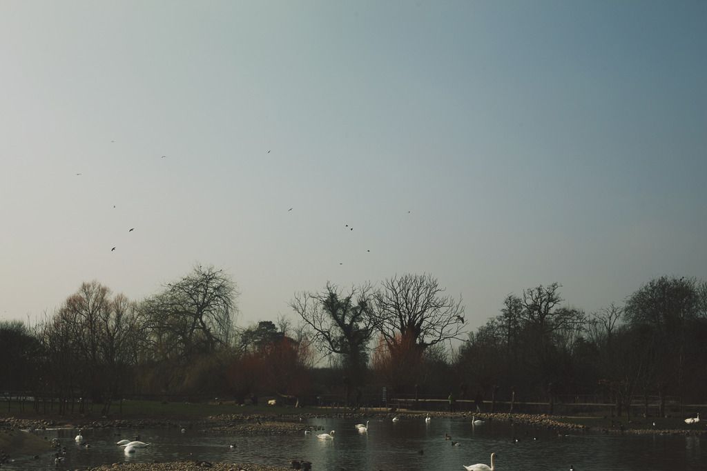 Slimbridge wetland centre