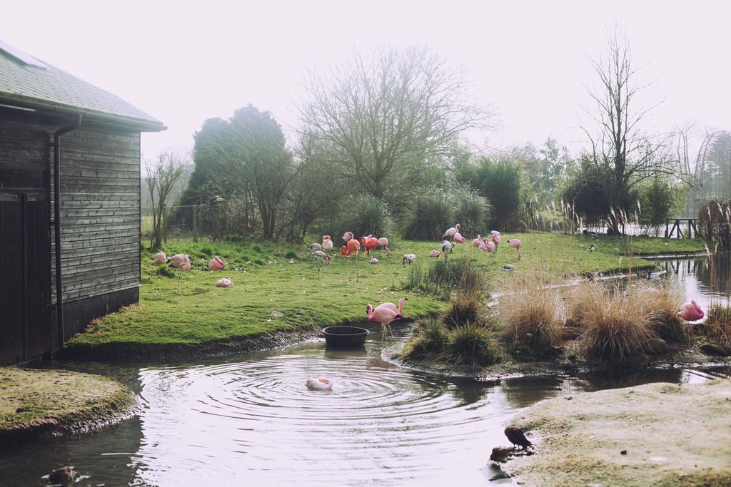 Slimbridge wetland centre