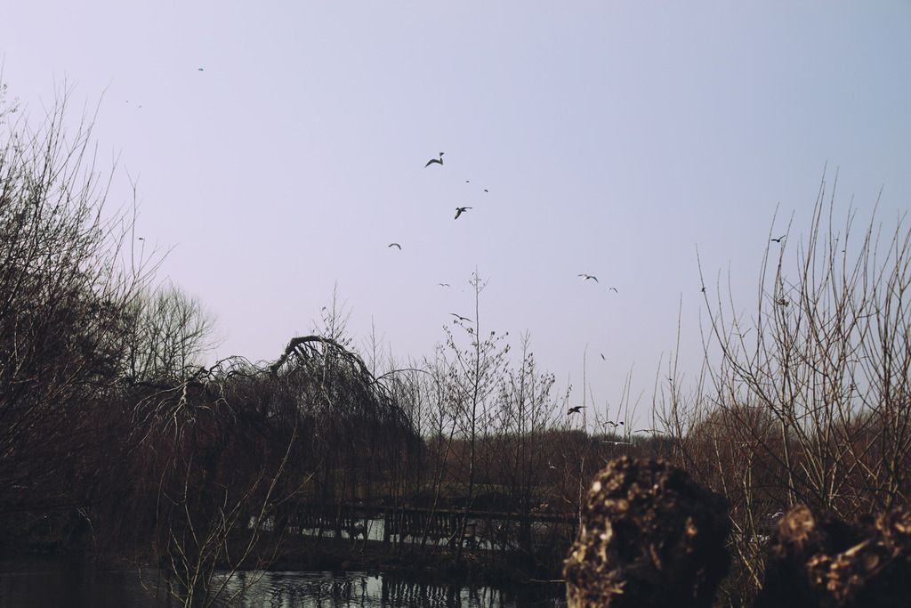 Slimbridge wetland centre