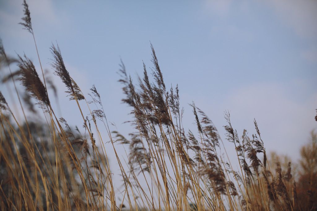 Slimbridge wetland centre