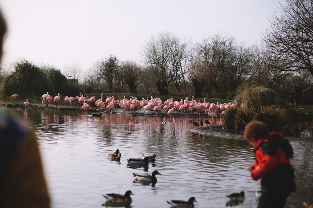 Slimbridge wetland centre