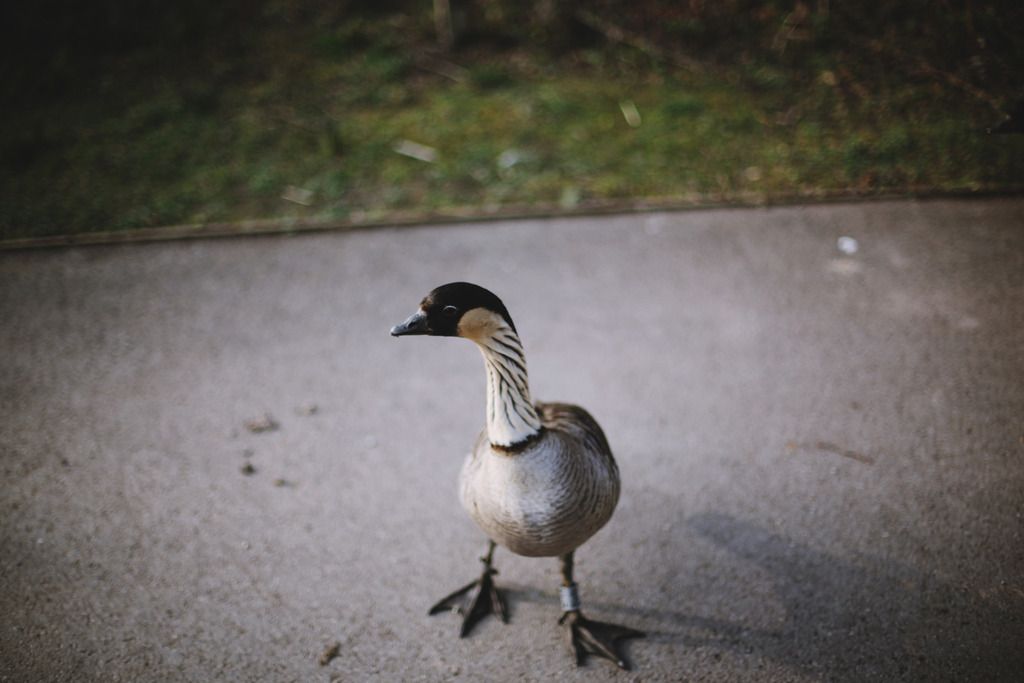 Slimbridge wetland centre