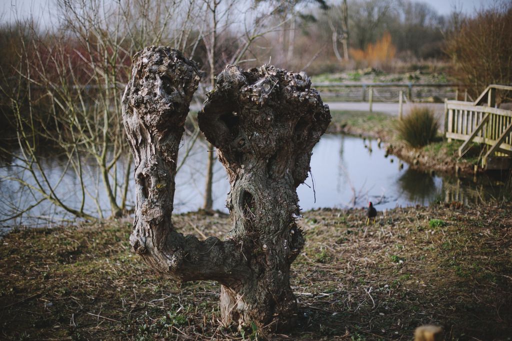 Slimbridge wetland centre