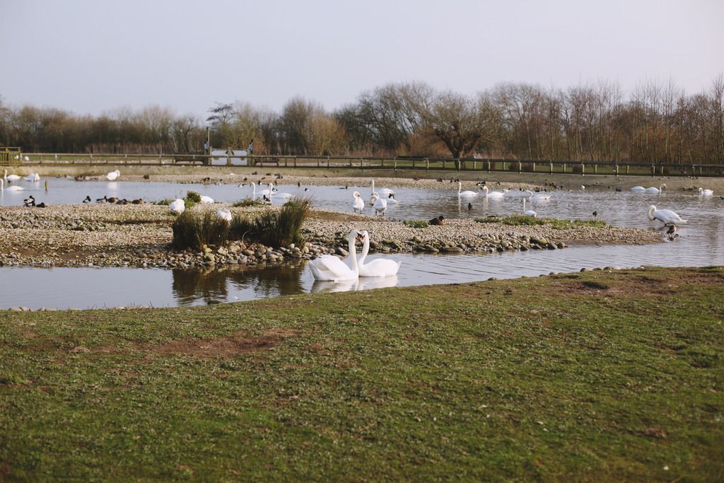 Slimbridge wetland centre