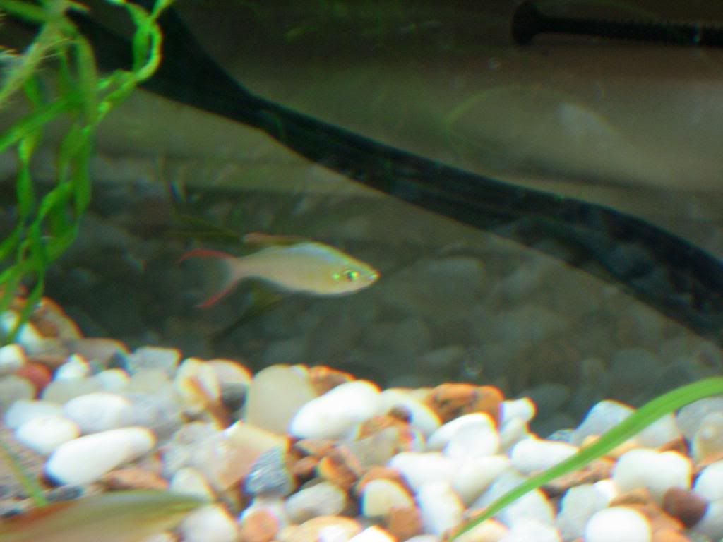 white-spot-on-bottom-lip-of-threadfin-rainbow-the-planted-tank-forum