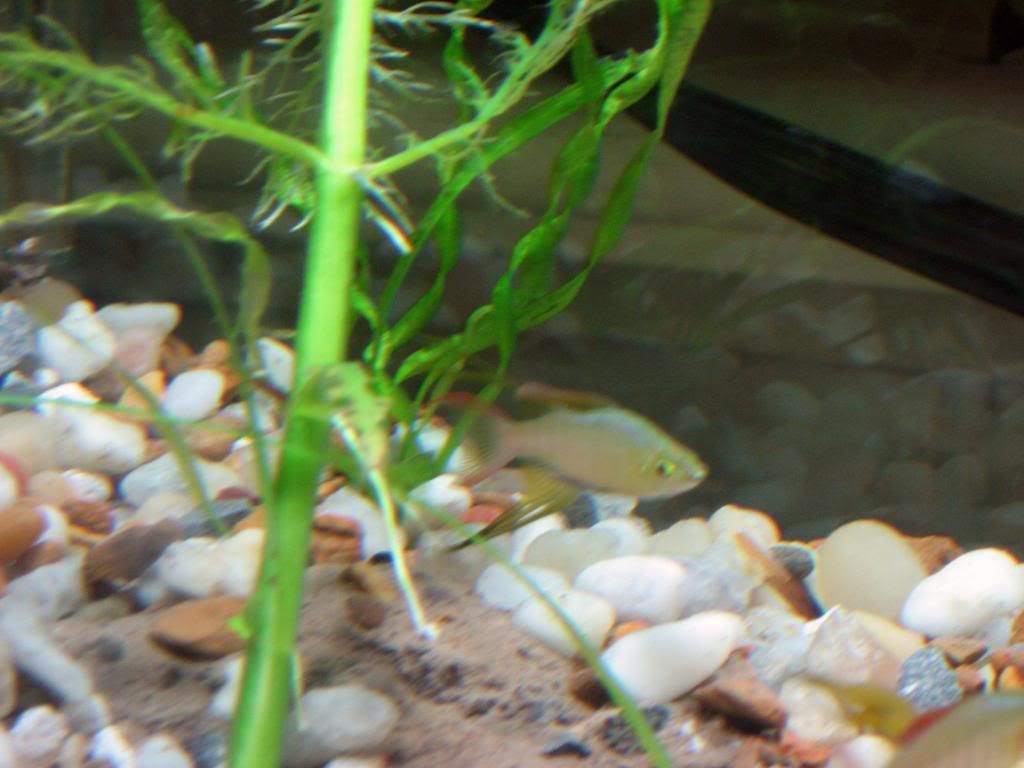 white-spot-on-bottom-lip-of-threadfin-rainbow-the-planted-tank-forum