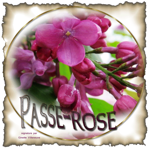 Signatures 1-passe-rose-0025a
